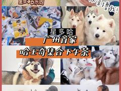 -星多哈·狗咖·拼豆·咖啡