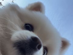 -宠福鑫康馨动物医院·骨科·眼科