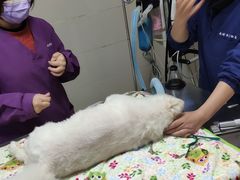-爱侣·安琦尔宠物医院·中兽医针灸·心内科·狂犬免疫点(宝山区院)