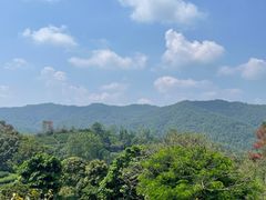 -雁南飞茶田景区