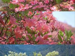 -木兰云雾山