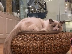 -momokira米努特·德文卷毛猫·棉花面纱犬