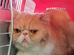 -沐沐家宠物(成寿寺店)