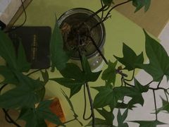 -鹅村长(世纪花园店)