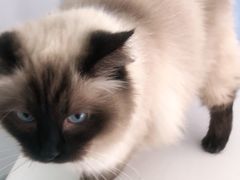 -汪喵宠物医院·骨科心脏影像·犬猫急重症ICU诊疗中心(成华分院)