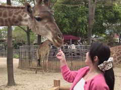 -灵玲国际马戏城