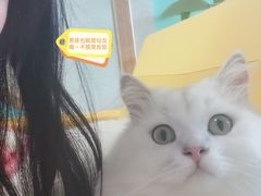 -猫在这儿猫咪咖啡馆·撸猫馆