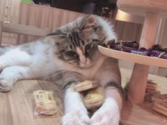 -白兔子密室(长寿路店)