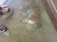 -栾川竹海野生动物园