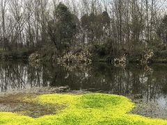 -桤木河湿地公园