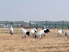 -盐城丹顶鹤湿地生态旅游区