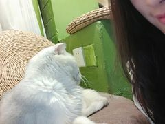 -猫猫幼稚园·撸猫·桌游·电玩
