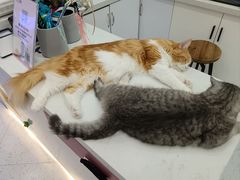 -喵园·猫主题咖啡厅·撸猫·猫咖(国贸店)