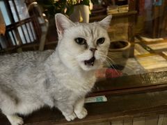 -壹六猫窝(谷德店)