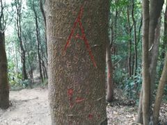 -黄埔油麻山森林公园