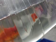 -苏州艺都古玩花鸟市场