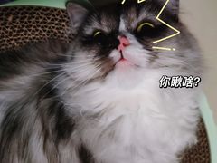 -瑞鹏宠物医院·猫科·宠保定点(梅溪湖分院)