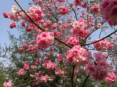 -七彩云南茶(七彩云南第壹城店)