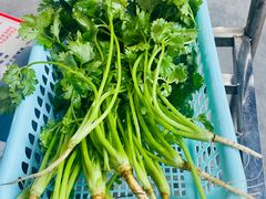 香菜-章记正宗南岗鱼蛋火锅