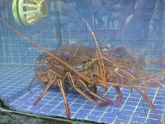 -明记海鲜大排档(巽寮湾店)