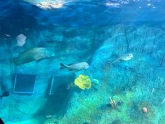 -悉尼海洋生物水族馆