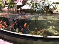 -迪拜水族馆及水下动物园