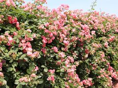 -上海滨江森林公园