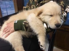 -Oh My Dog宠物沙龙(伊珊娜皮毛护理店)