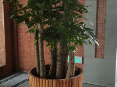 -浅深Cheersum(曹杨店)