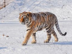 -沈阳森林动物园