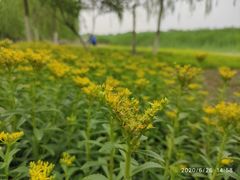 -西青郊野公园