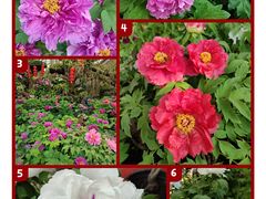 -中国科学院华南植物园