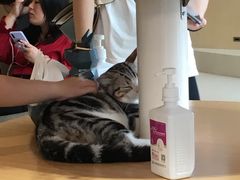 -飞行喵MR PILOT|猫舍·猫咖(静安大融城店)