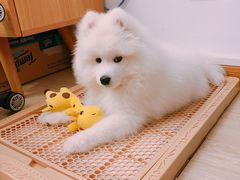 -翊宠yipet猫狗购宠庄园犬舍•猫舍