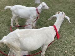 -前小桔亲子创意农场·草莓采摘·露营烧烤