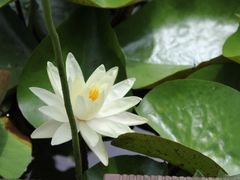 -陈家山荷花公园