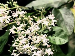 -桃花涧