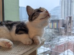 -宠爱国际动物医院·消化内科·心肾内科·ISFM猫友好(望京店)