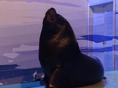 -蓬莱欧乐堡海洋极地世界