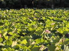 -嘉定紫藤园