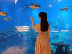 -海棠湾洲际-涛·海底餐厅·美人鱼·自助餐·海底隧道