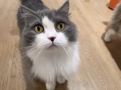 -1013 PET SHOP精品宠物商店(丁香店)