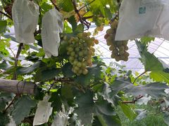 -马陆小张葡萄园农家乐