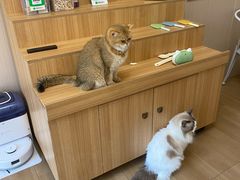 -唐小姐の私宠·宠物洗护美容·撸猫馆·购宠(周浦万达旗舰店)