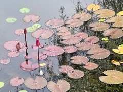 -荷塘月色湿地公园·向阳花洲
