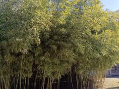 -团结湖公园