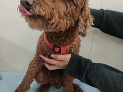-美联众合动物医院·24h京西诊疗中心