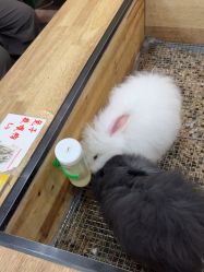 -神奇动物撸宠馆·羊驼·小浣熊·异宠(豫园店)