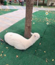 -萌宠亲子动物乐园(槐房万达店)