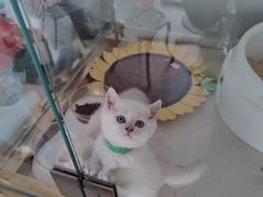 -糯米喵星人总部直营旗舰店·猫舍·幼猫出售